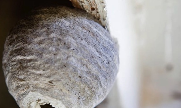 国本白蟻工務店