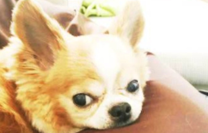 トリミングスタジオ Coco Wan (ココワン)